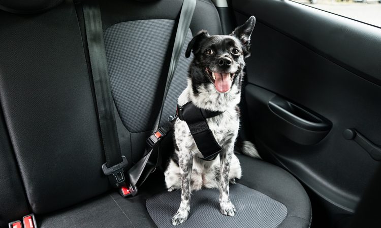 Cómo funcionan los cinturones de seguridad para perros? 