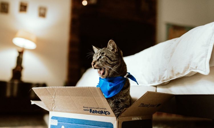 Albergue para gatos: Dónde puedes adoptar un gatito