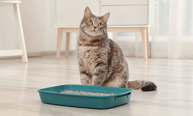 Arena para gatos: En qué fijarte para elegir una