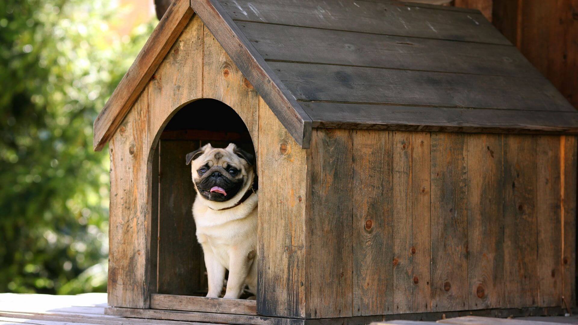Casa para perros: Por qué comprarle una a tu mascota 