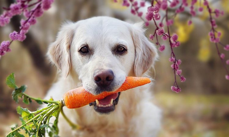 Dieta BARF para mascotas