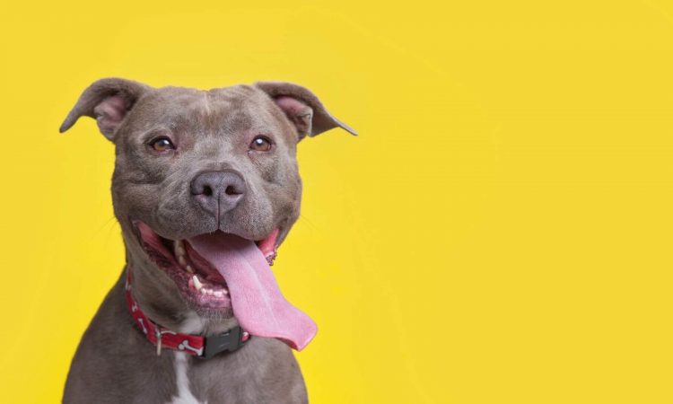 Perros pitbull: Todo lo que necesitas saber de esta raza