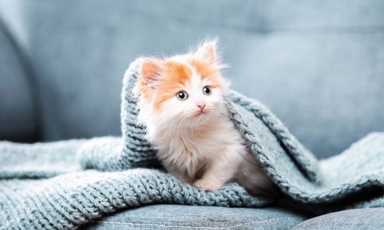 Gatitos bebés: Cómo cuidar de ellos