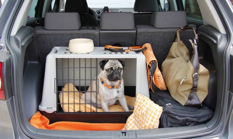 Kennel: Cómo entrenar a tu perro a usarlo