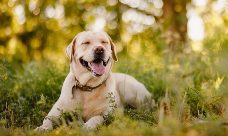 Labrador: Todo lo que necesitas saber de este perro