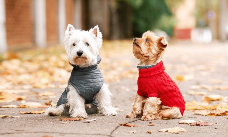 Ropa para perros: Top 5 de prendas encantadoras