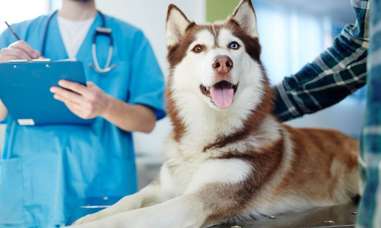 Veterinaria: En qué fijarse a la hora de elegir una para tu mascota