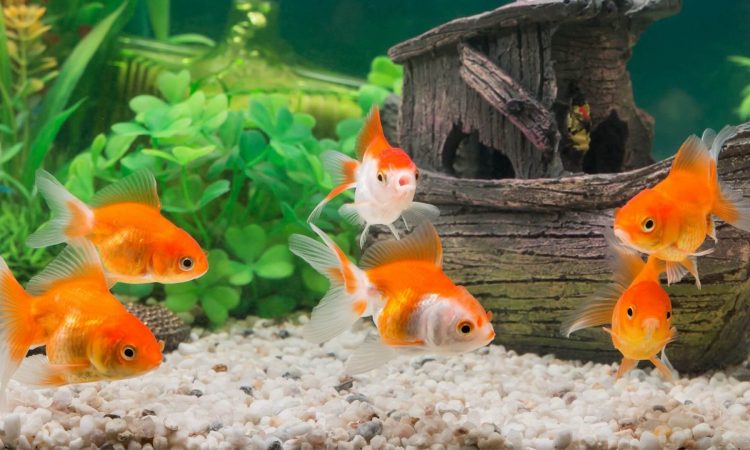 Goldfish: Todo lo que tienes que saber de este pez