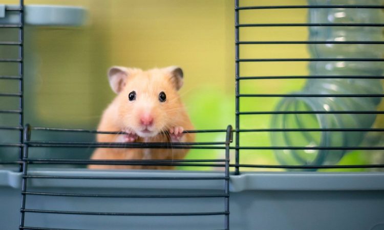 Hámster: Todo lo que necesitas saber de este pequeño acompañante