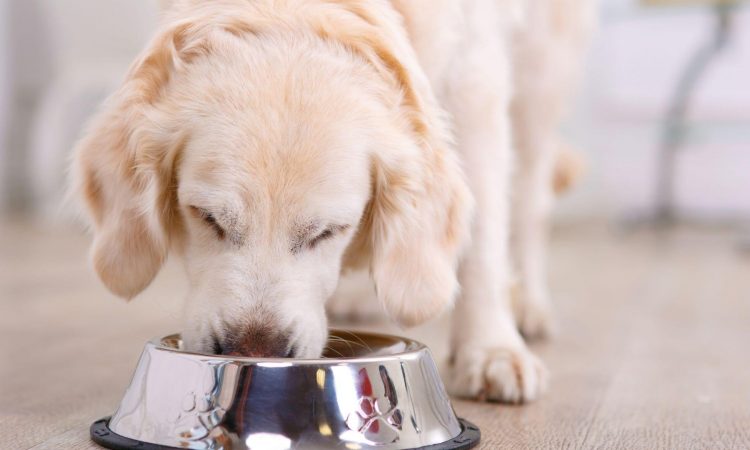 Hills: Por qué este alimento es el favorito de muchos veterinarios