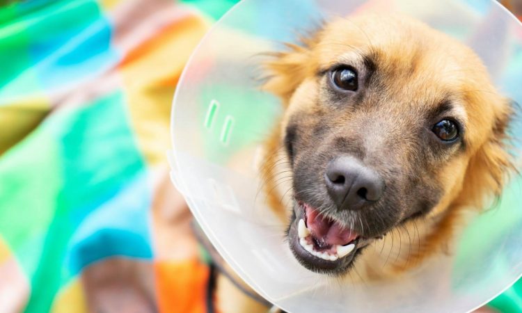 Collar Isabelino: Todo lo que necesitas saber