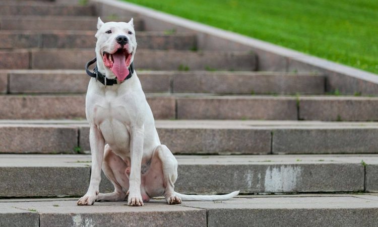 Dogo argentino: Que necesitas saber de esta raza