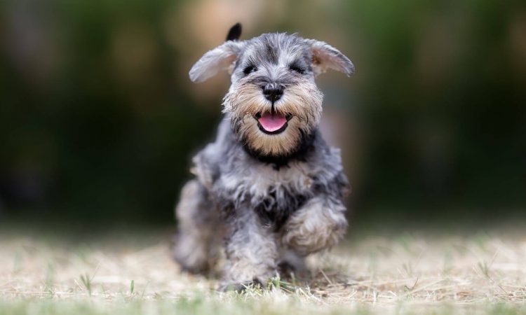 Schnauzer: Todo lo que necesitas saber de esta raza