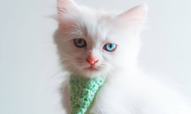 Heterocromía: Qué es y por qué se da en gatos