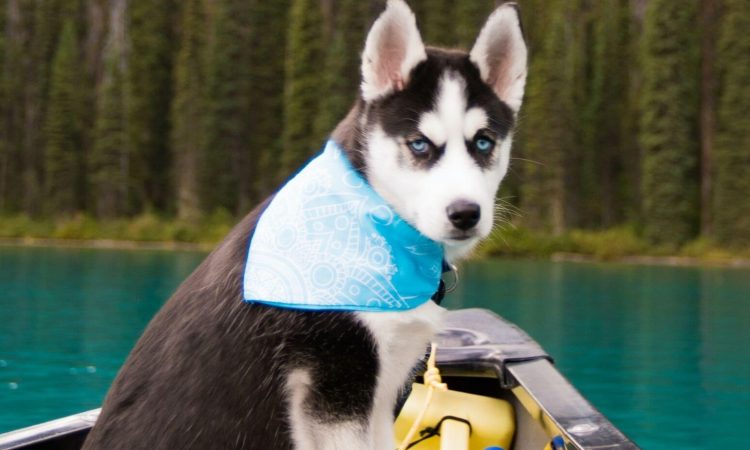 Husky Siberiano: Lo que tienes que saber de esta raza
