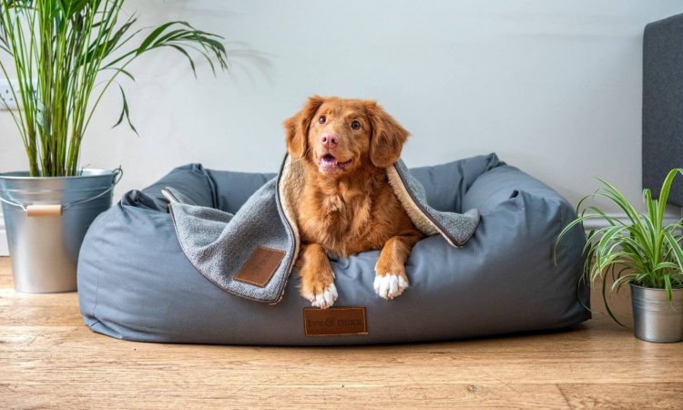 Música para perros: 7 Playlists que le puedes poner
