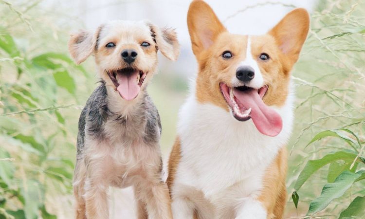 Adopta Perritos: Cómo puedes hacerlo