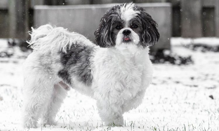 Bichón Maltes: Todo sobre esta raza de perros