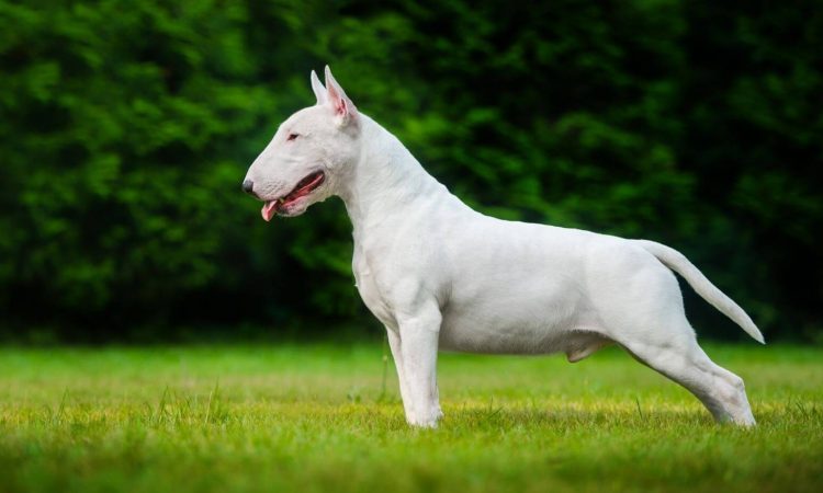 Bull Terrier: La guía completa de esta raza de perro