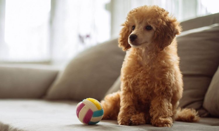 Caniche Enano: Todo sobre esta raza