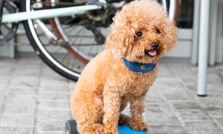 Caniche Toy: Todo lo que necesitas saber