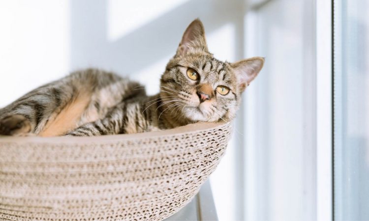 Casas para gatos: Todas las variedades