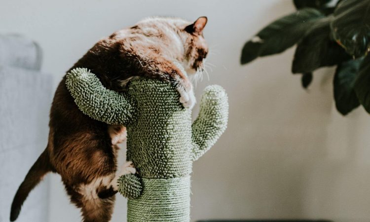 Juegos para gatos: Los más populares