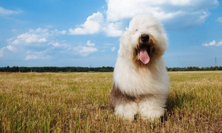 Razas de perros peludos: Las más populares