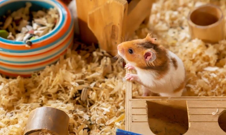 Hamsters: Cuáles son sus cuidados y necesidades