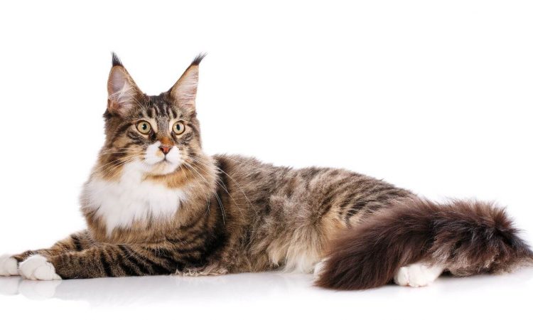 Maine Coon: La ficha de esta raza de gato