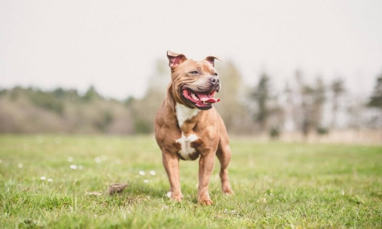 Staffordshire Bull Terrier: Características y Cuidados