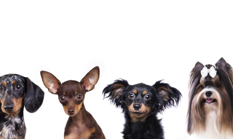 Perros de raza pequeña