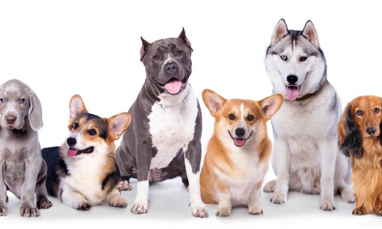 ¿Qué comen los perros? Una pregunta sencilla pero con una respuesta complicada. Sigue leyendo e intentaremos explicarte cuáles son tus opciones y cómo escoger la mejor dieta para tu mascota. Qué comen los perros Los perros, aunque son miembros del órden Carnívora, por naturaleza se sitúan en una clasificación media entre carnívoro y omnívoro. Esto significa que no son carnívoros estrictos, como serían los gatos. Sin embargo, aunque pueden alimentarse de productos de origen vegetal, un gran porcentaje de su dieta alimentaria debe contener carne. Los dientes de los perros son capaces de triturar huesos con facilidad pero su estómago e intestinos han evolucionado y está preparado para manejar vegetales. Esto, debido a la evolución provocada por 15.000 años de domesticación compartiendo su vida con los humanos. Alimentar a un perro exclusivamente con carne puede ocasionar deficiencias nutricionales y lo mismo puede ocurrir si lo alimentamos exclusivamente con vegetales. El perro debe comer una dieta completa y balanceada y aquí se complica la cosa. La selección de alimentos para perros, en cualquier supermercado o tienda animal, es tan extensa, que será difícil tomar una decisión. Igualmente, si investigas en la red, las teorías y recomendaciones son infinitas. Que opciones tengo para alimentar a mi perro Lo primero que debes tener en cuenta es que cada perro es diferente y las necesidades varían dependiendo de su edad, estado físico, raza e incluso gusto. Lo que para un perro es perfecto puede ocasionar trastornos a otro. Tu veterinario es la persona indicada para ayudarte a decidir qué alimento darle a tu mejor amigo. Además, tu experiencia diaria confirmará si vas por el camino correcto. Puedes alimentar a tu perro únicamente con croquetas o pienso. También, combinar este alimento seco con comida enlatada, o solo enlatada. Incluso, combinar croquetas y comida casera o solo comida casera. Pero siempre, teniendo en cuenta que su dieta tiene que ser balanceada. Si vas a ofrecerle a tu mascota sardinas, atún o cualquier otro pescado, asegúrate de que sea ocasionalmente y de que el pescado no tenga espinas. Puedes añadir arroz, calabaza cocida o zanahoria rallada a su comida. La fibra de estos alimentos ayuda al tracto intestinal. En cuanto a los huesos, estos deben ser crudos para que no se astillen y grandes para evitar que se los traguen. Los huesos servirán, únicamente, para eliminar el sarro de sus dientes y no como alimento. Cuanta comida debo darle a mi perro La cantidad de comida varía dependiendo de la raza, condición física, edad y de cuanto se ejercite tu perro. No debes sobrealimentar a tu mascota, esto puede causarle serios problemas de salud. Ante la duda acerca del tamaño de las raciones, siempre puedes consultar con tu veterinario. La hidratación debe formar parte obligada de su dieta, los perros deben tener agua limpia y fresca disponible durante todo el día. Las comidas comerciales como los enlatados, el pienso o las croquetas, tienen información en el envase sobre la cantidad sugerida que debes darle a tu perro. Recuerda ajustar esta cantidad de acuerdo a su actividad física. Qué comen los perros de acuerdo a su edad La edad de tu perro es crucial y debe tomarse en cuenta al momento de elegir su alimentación. Cachorros de 8 a 16 semanas Estos bebés acaban de pasar un destete y son más susceptibles a padecer problemas estomacales. Por esta razón, es recomendable no inventar mucho y decantarse por una dieta de croquetas adaptadas para su edad y raza. Con este alimento te aseguras que tu amigo recibirá los nutrientes necesarios para su desarrollo. Puedes ablandar las croquetas con algo de agua tibia. Recuerda que los cachorros no tienen el sistema inmunológico desarrollado y son susceptibles de verse afectados por bacterias. Además, deben comer con más frecuencia que un perro adulto. Cachorros mayores de 16 semanas Aquí ya puedes comenzar a experimentar. Los dientes permanentes comienzan a salir, y masticar los alivia y entretiene. Por esta razón, puedes darle croquetas sin necesidad de añadirles agua para ablandarlas. Si decides experimentar con alimentos nuevos, vigila si presenta algún tipo de reacción o intolerancia, cómo vómitos o diarrea. Adicionalmente, puedes comenzar a disminuir la cantidad de veces que le pones comida. El hecho de que un cachorro esté en su época de desarrollo, no quiere decir que debe comer más. Sobrealimentar a un cachorro puede hacer que crezca más rápidamente y esto a la larga acarrea consecuencias en su salud. Adultos A un perro adulto se le debe dar de comer dos veces al día, con un alimento de calidad y tomando en cuenta su estado de salud. Actualmente, existen en el mercado alimentos formulados para perros diabéticos, con problemas gastrointestinales o renales. También, para los animales activos, sedentarios o castrados, entre otros. Perros en edad avanzada Para este entonces, es posible que tu perro tenga necesidades especiales y un alimento adaptado a su condición podrá hacerle más llevadera la vida. Quizás tengas que volver a darle raciones más pequeñas pero más frecuentes o tengas que añadir más fibra en su alimentación. Consulta siempre con tu veterinario. Qué debes evitar que coman los perros Existen ciertos alimentos que debes eliminar completamente de la dieta de tu perro, ya que su ingesta puede ocasionar serios problemas en su salud e incluso la muerte. Evita darle a tu perro chocolate, cebolla, ajo y frutas ácidas. Igualmente, leche y productos con lactosa, levaduras crudas o alimentos con mucha grasa o salados. Una buena alimentación es la manera más económica de tener una mascota saludable.