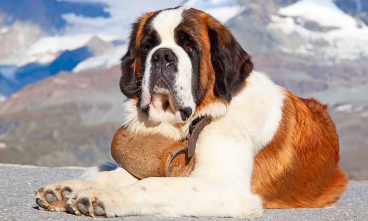 San Bernardo: Guía Completa de esta Raza de Perro