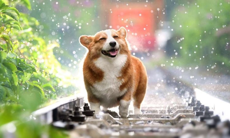Corgi: Todo Sobre esta Raza de Perro