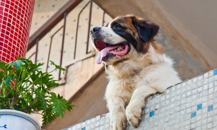 Perro Beethoven: Todo lo que Debes Saber