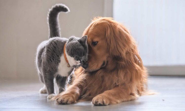 Perro y Gato: Cómo Hacer que se Lleven Bien