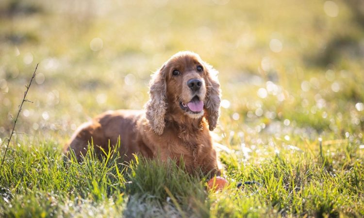 Cocker Spaniel: Qué Debes Saber de esta Raza