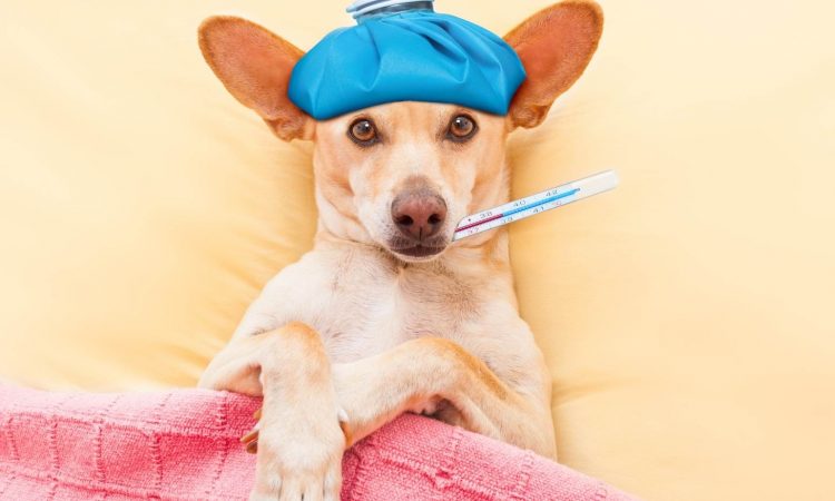 Mi Perro Vomita Espuma Blanca: Por Qué y Qué Hacer