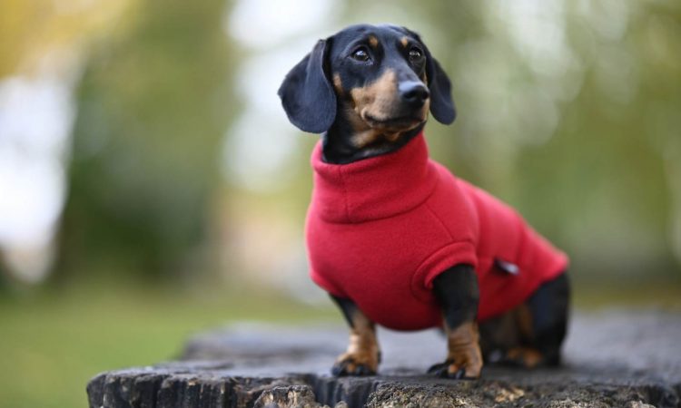 Ropa para Perros: Outfits que Necesitas