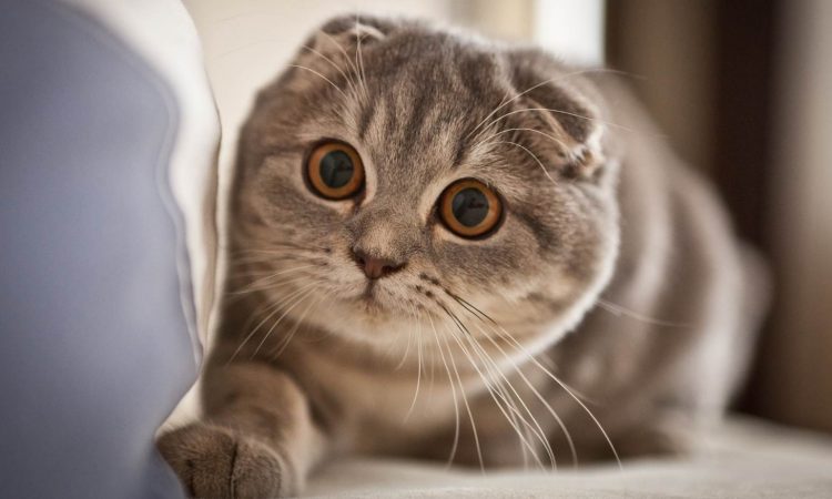 Scottish Fold: Todo Sobre Esta Raza de Gato