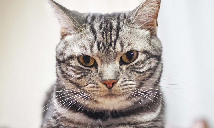 American Shorthair: Todo Sobre esta Raza