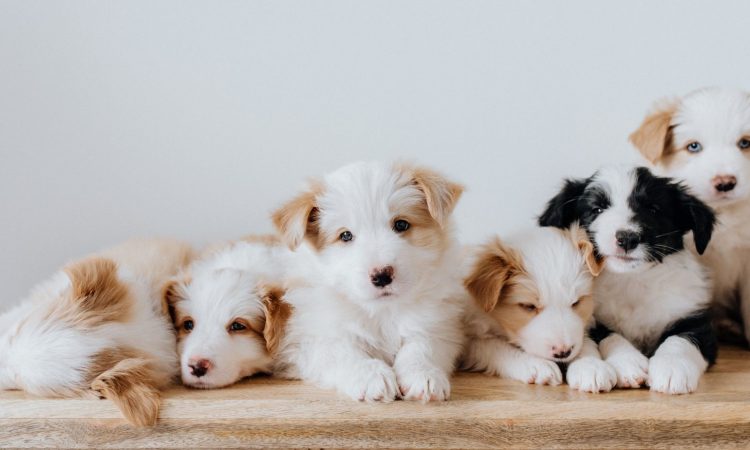 Cómo Nacen los Perros: Etapas del Parto y Nacimiento