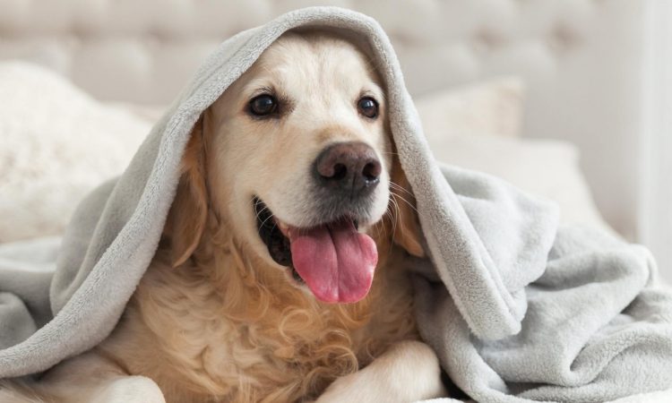 Nariz Seca en Perros: Qué Puede Significar