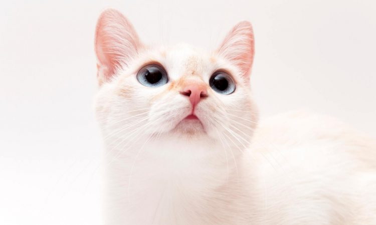 Nombres para Gatos Blancos: La Lista de los Mejores