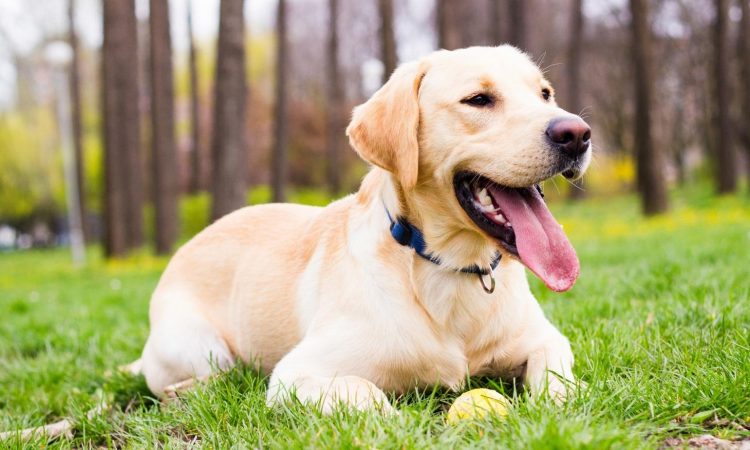 Perro Labrador: Todo Sobre Esta Raza