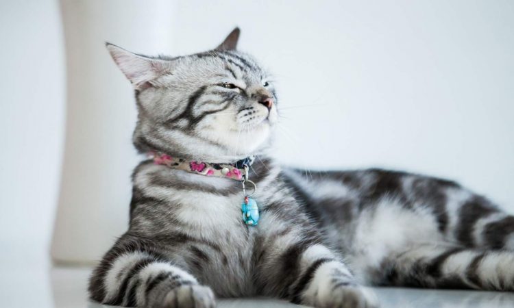 Gato Doméstico de Pelaje Corto: Todo lo Que Debes Saber