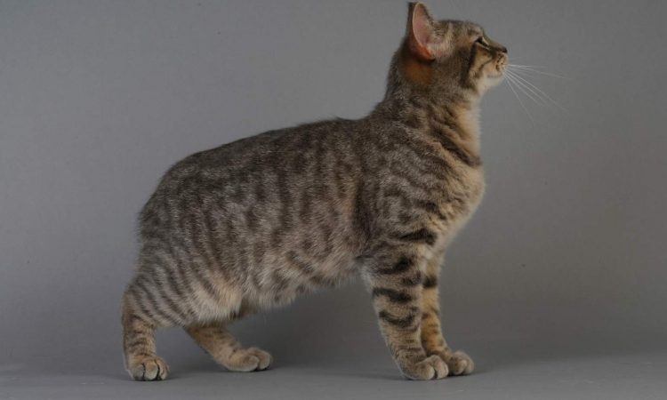 Gato Manx: Todo Sobre Esta Raza de Gato