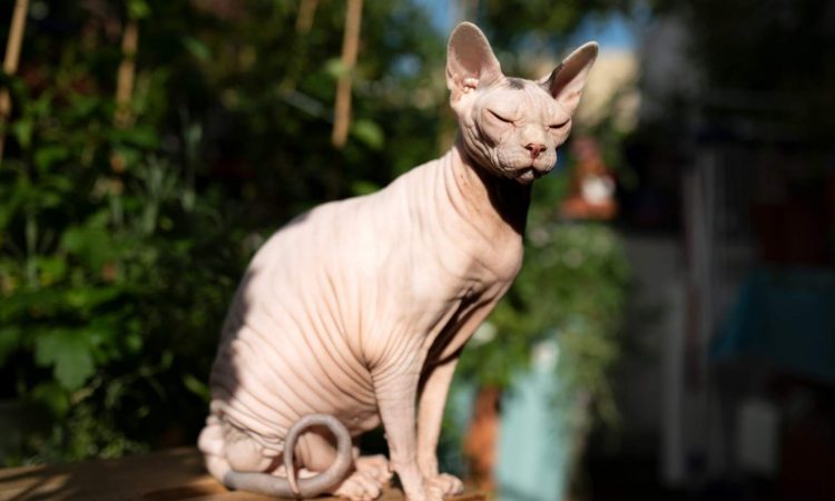 Gato Esfinge: Todo Sobre Esta Raza