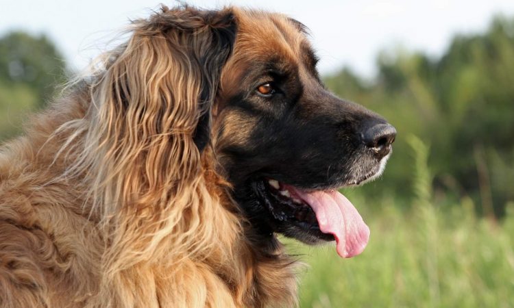 Leonberger: Todo Sobre Esta Raza de Perro